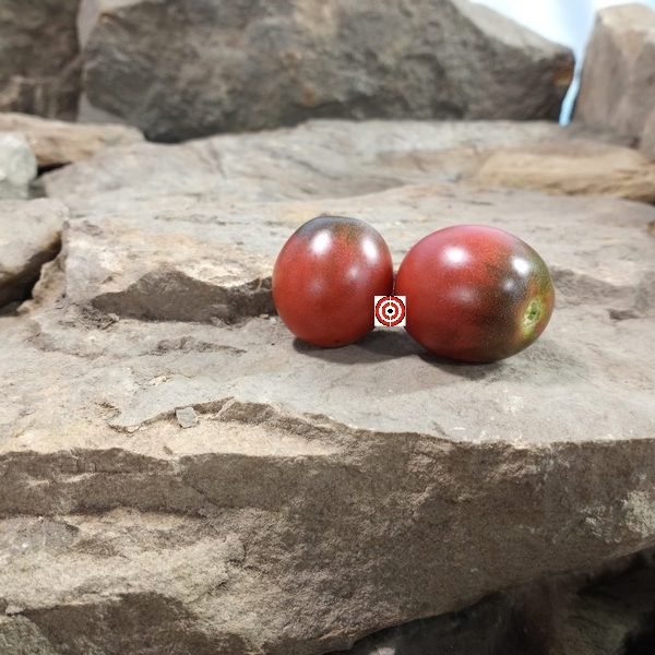 Black Hole Sun Tomato