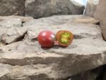 Black Hole Sun Tomato Cherry Tomatoes