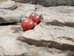 Black Hole Sun Tomato Seeds