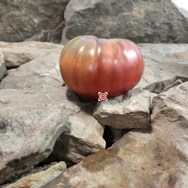Blanes Cpo x Dch Black Tomato