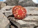Blanes Cpo x Dch Black Tomato Blane Horton Tomatoes