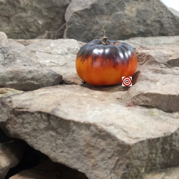 Blue Zebra Tomato