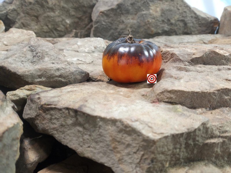 Blue Zebra Tomato