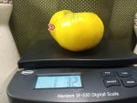 Bonanza Tomato