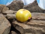 Bonanza Tomato Large Tomatoes