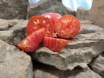 Boondocks Tomato