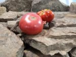 Boondocks Tomato Beef Steak Tomatoes