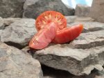 Boondocks Tomato Heirloom Tomatoes