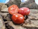 Boondocks Tomato Seeds