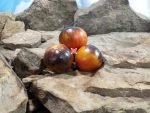 Brads Miscellaneous Tomato Antho Tomatoes