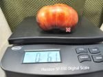 Brads Miscellaneous Tomato Bicolored Tomatoes