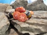 Brads Miscellaneous Tomato Seeds