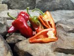 Cajun Belle Pepper