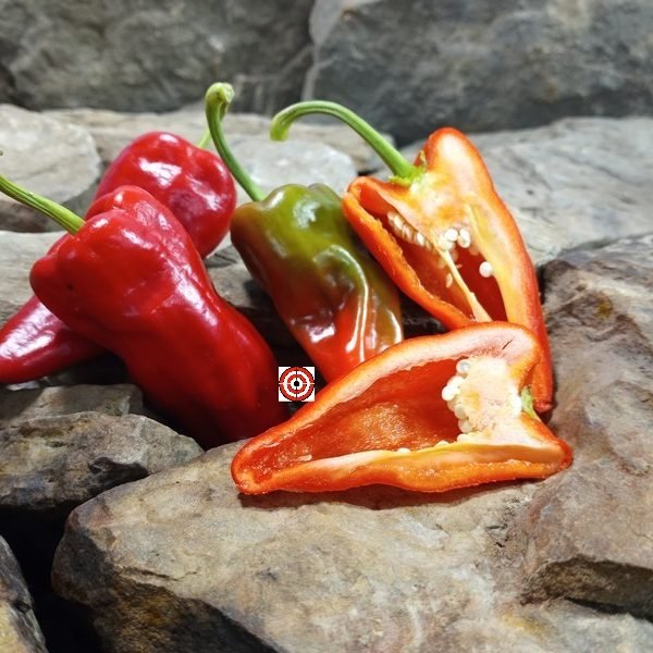 Cajun Belle Pepper