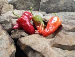 Cajun Belle Pepper Cooking Peppers