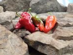 Cajun Belle Pepper Seeds