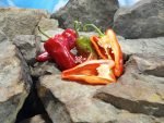 Cajun Belle Pepper Sweet Peppers