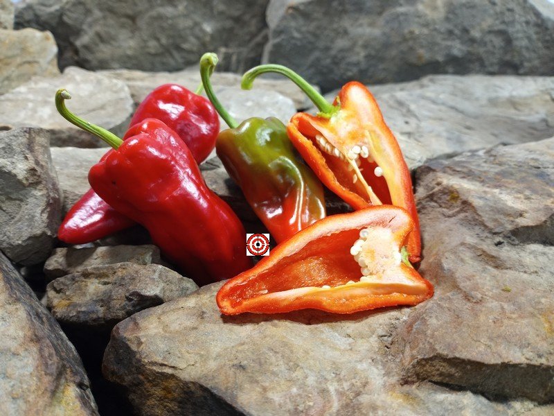 Cajun Belle Pepper