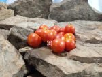 Camp Joy Red Heirloom Tomato Seeds