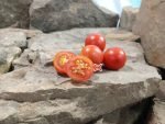 Camp Joy Red Heirloom Tomato Snacking Tomatoes