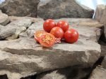 Chadwick Cherry Tomato Heirloom Tomatoes