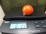 Chemin Rouge Hative Tomato