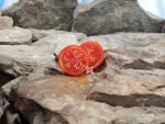 Chemin Rouge Hative Tomato Red Tomatoes