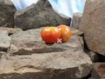 Chemin Rouge Hative Tomato Seeds