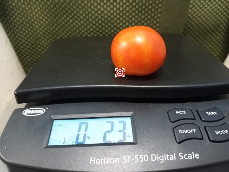 Chemin Rouge Hative Tomato