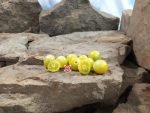 Cheris Cherry Tomato White Tomatoes