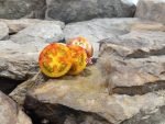 Cosmic Burst Tomato Seeds