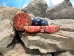 Dirty Curty Tomato Beefsteak Tomatoes