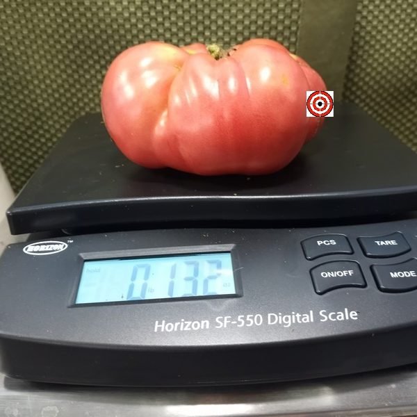 Dutch Pleasure PL Tomato