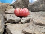 Dutch Pleasure PL Tomato Seeds