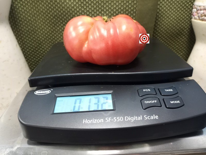 Dutch Pleasure PL Tomato