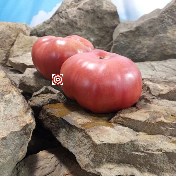 Dutch Pleasure RL Tomato