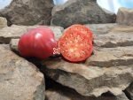 Dutch Pleasure RL Tomato Giant Tomatoes