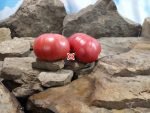 Dutch Pleasure RL Tomato Large Tomatoes