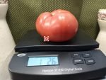 Dutch Pleasure RL Tomato Seeds