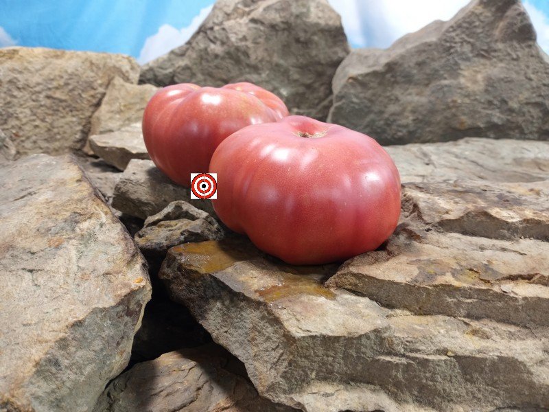 Dutch Pleasure RL Tomato