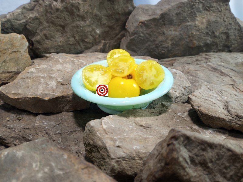 Dwarf Canary Kiss Tomato