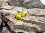 Dwarf Great Gazoo Tomato