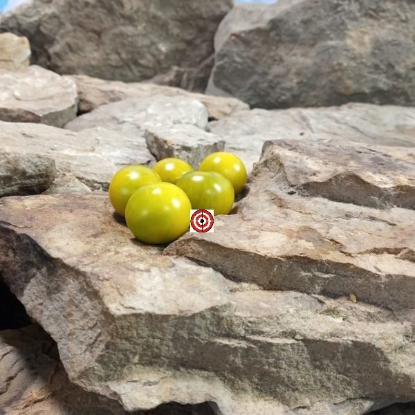 Dwarf Great Gazoo Tomato