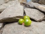 Dwarf Great Gazoo Tomato Green Tomatoes