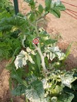 Dwarf Great Gazoo Tomato White Variegation Plant