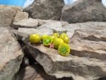 Dwarf Kermit De Frog Tomato Green Tomatoes