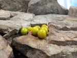 Dwarf Kermit De Frog Tomato Seeds