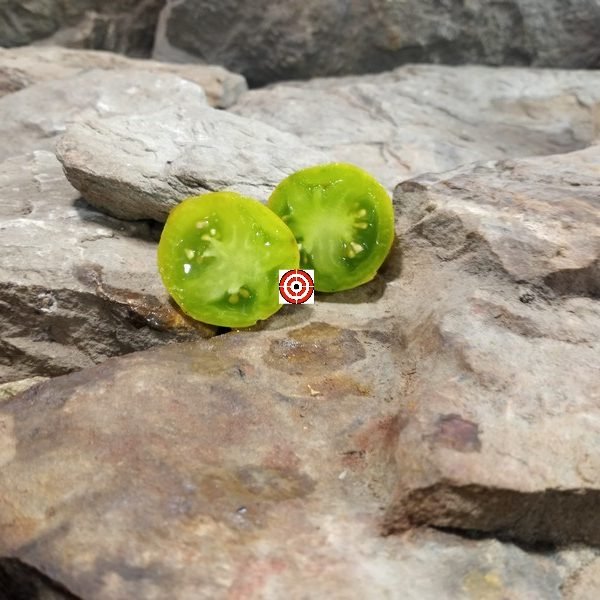 Dwarf Limelight Tomato