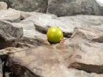 Dwarf Limelight Tomato Green Tomatoes