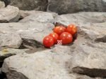 Dwarf Mohamed Micro Tomato Red Cherry Tomatoes